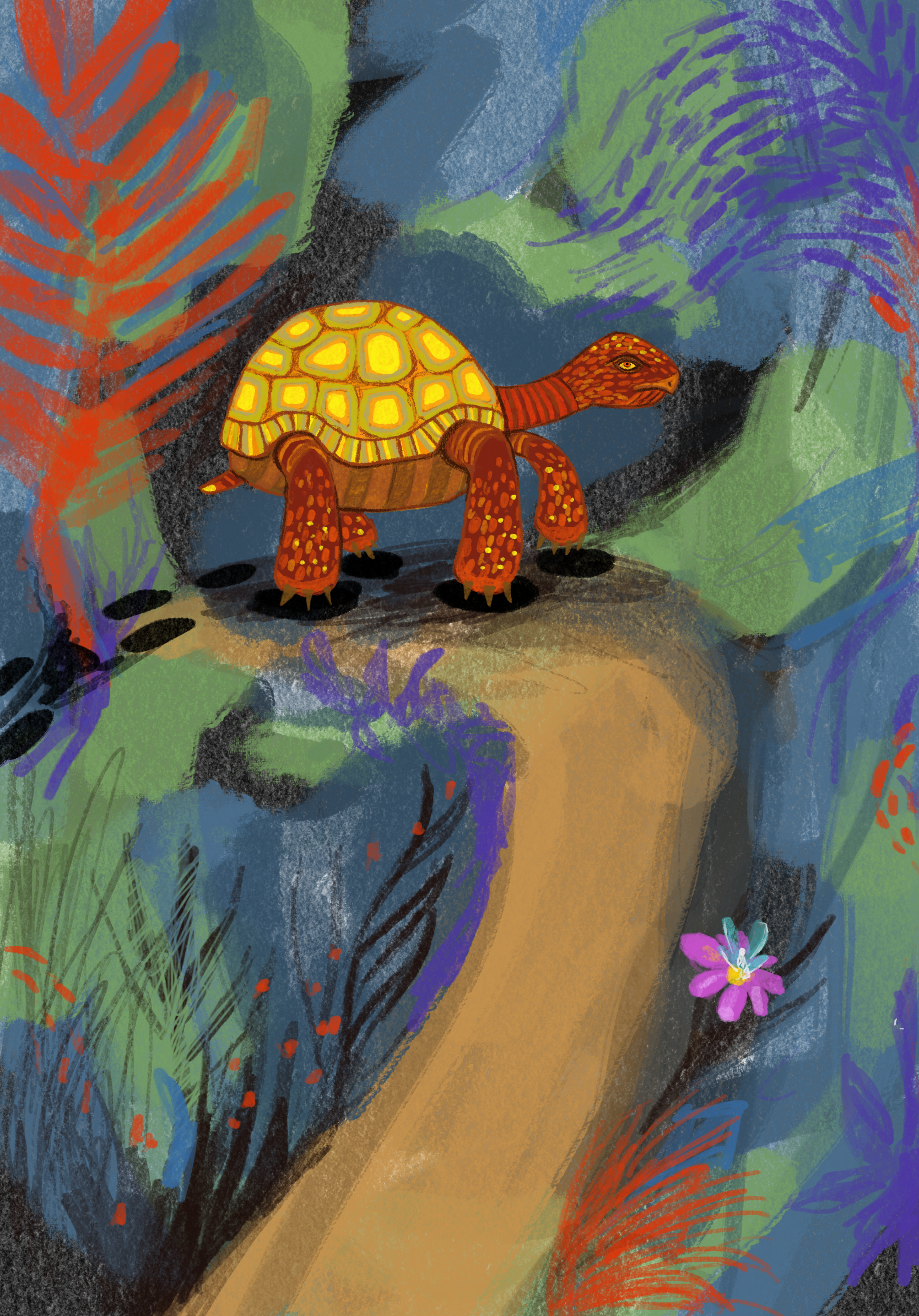 Tortue1